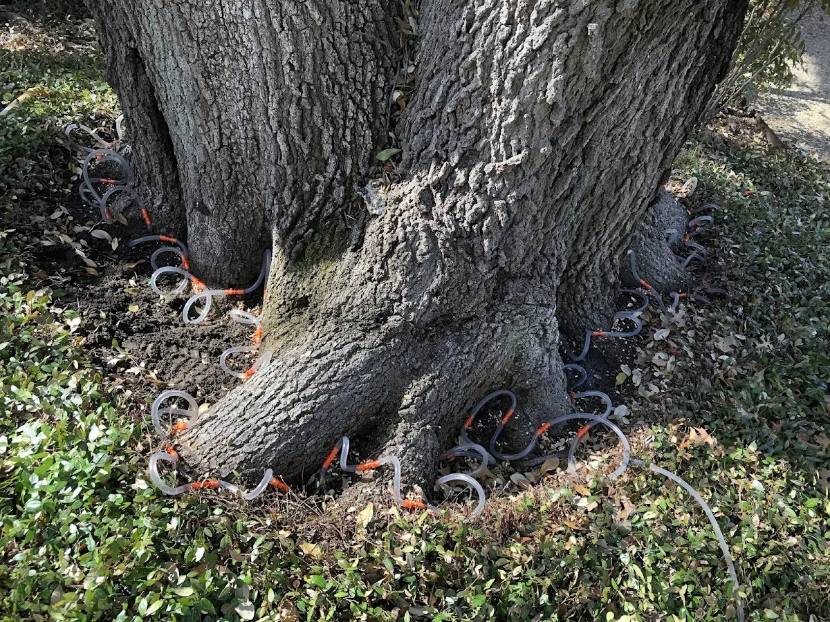 Detailed Tree Cabling and Bracing job site in Polkville