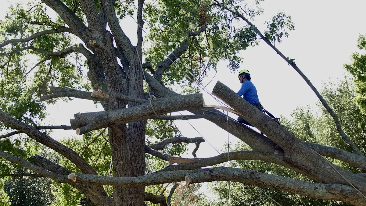 Professional Crown Thinning performed by certified arborists in Polkville