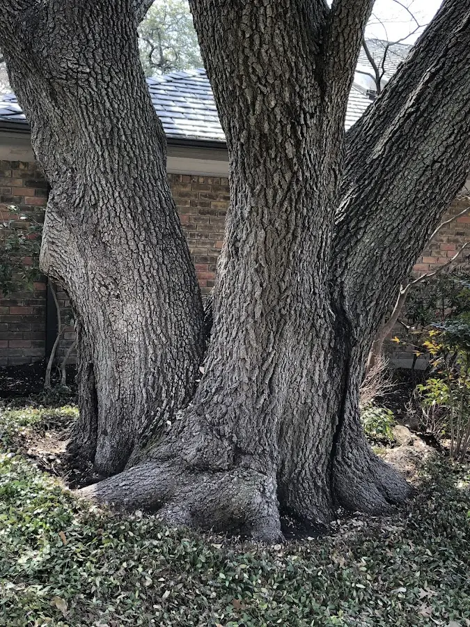 Mature heritage tree close to a Polkville property cared for by certified arborists
